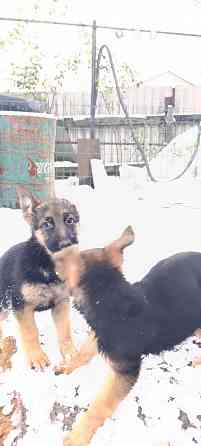 Щенок немецкая овчарка 25т Макеевка