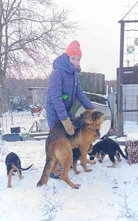 Щенок немецкая овчарка 25т Макеевка