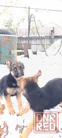 Щенок немецкая овчарка 25т Макеевка - изображение 2