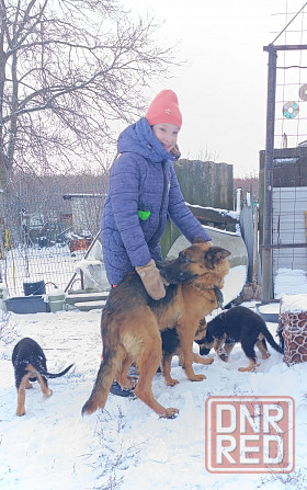 Щенок немецкая овчарка 25т Макеевка - изображение 1