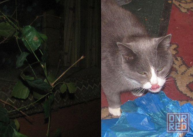 Завтра мы пойдём, богаче Гпнд Донецк - изображение 1