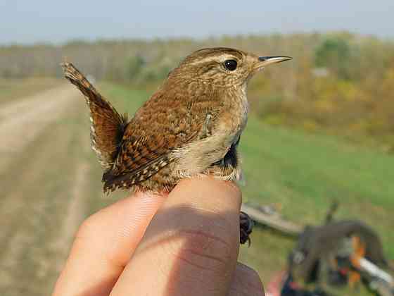 Крапивник. Макеевка