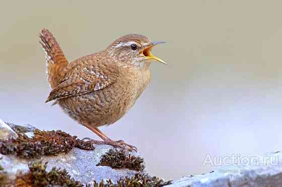 Крапивник. Макеевка