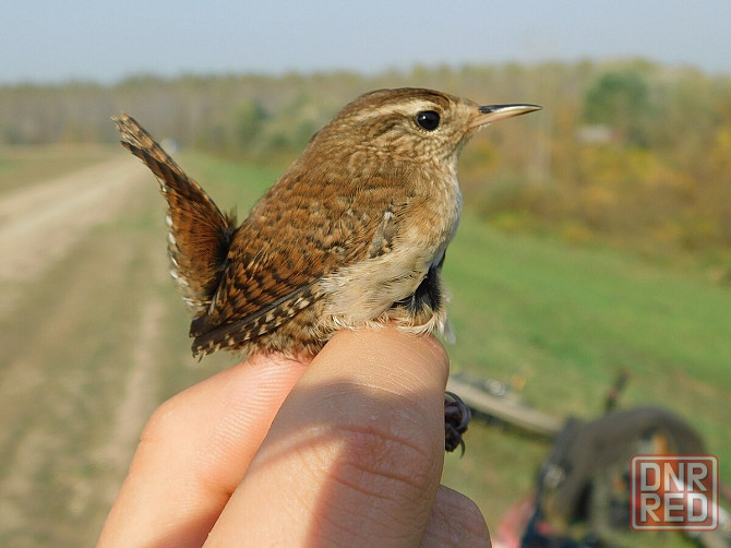 Крапивник. Макеевка - изображение 2