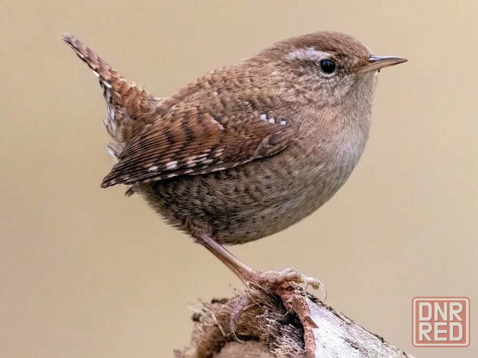 Крапивник. Макеевка - изображение 3