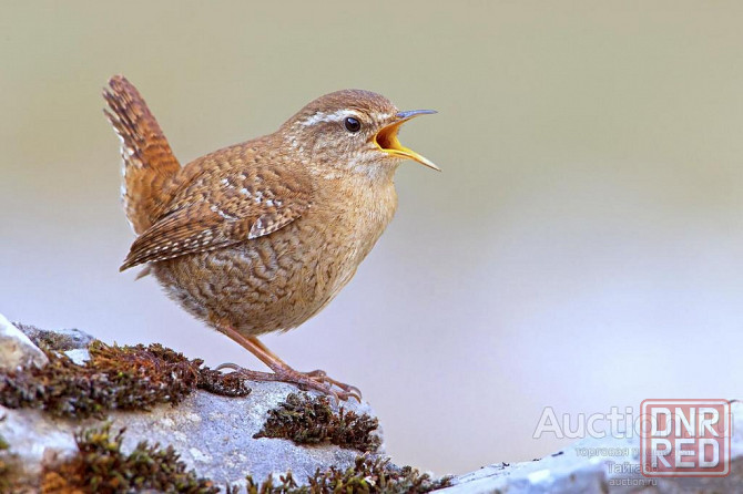 Крапивник. Макеевка - изображение 1