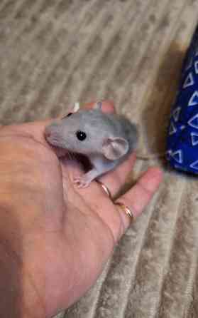 Крыски Дамбо Рекс Сфинкс Стандарт Донецк