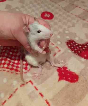 Крыски Дамбо Рекс Сфинкс Стандарт Донецк