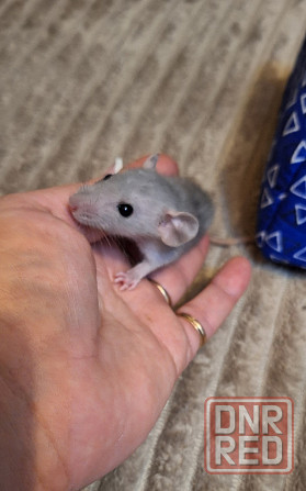 Крыски Дамбо Рекс Сфинкс Стандарт Донецк - изображение 1