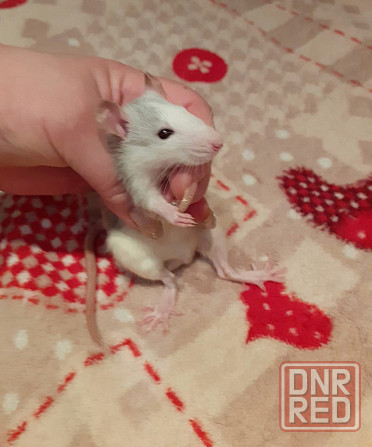 Крыски Дамбо Рекс Сфинкс Стандарт Донецк - изображение 2