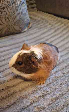 Морские свинки разных окрасов и редких окрасов Донецк