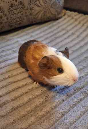 Морские свинки разных окрасов и редких окрасов Донецк