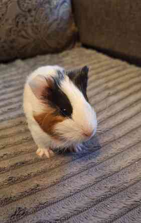 Морские свинки разных окрасов и редких окрасов Донецк