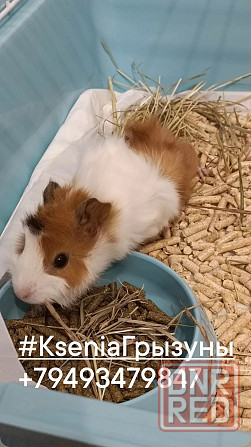 Морские свинки разных окрасов и редких окрасов Донецк - изображение 1