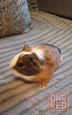 Морские свинки разных окрасов и редких окрасов Донецк - изображение 4