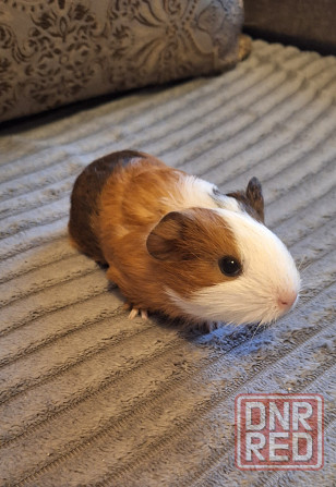 Морские свинки разных окрасов и редких окрасов Донецк - изображение 3