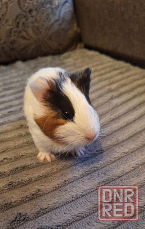 Морские свинки разных окрасов и редких окрасов Донецк - изображение 2