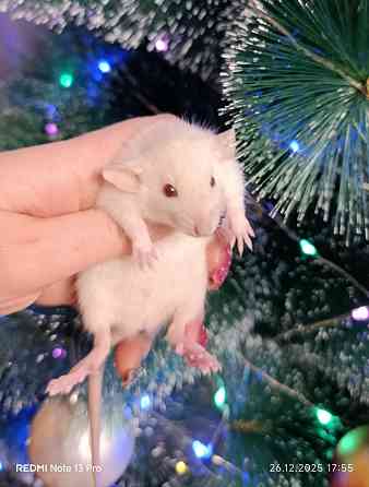 Девочка Дамбо Макеевка