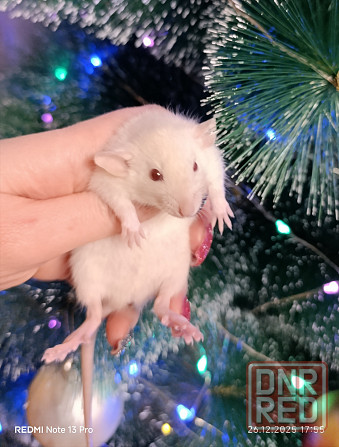 Девочка Дамбо Макеевка - изображение 1