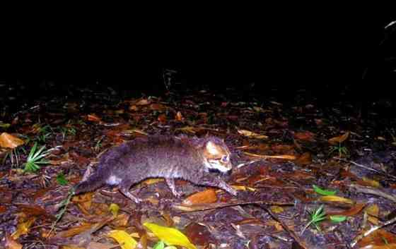 Не будет зверьков в снг' Донецк