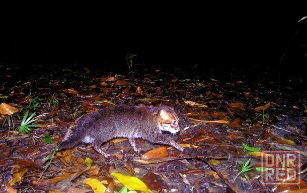 Не будет зверьков в снг' Донецк - изображение 1