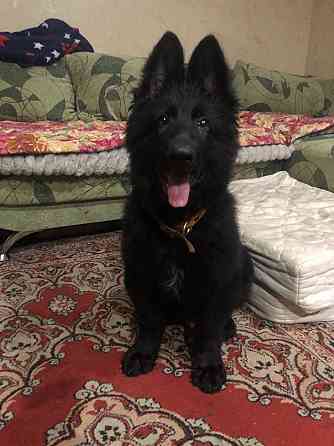 Продам щенка немецкой овчарки Донецк