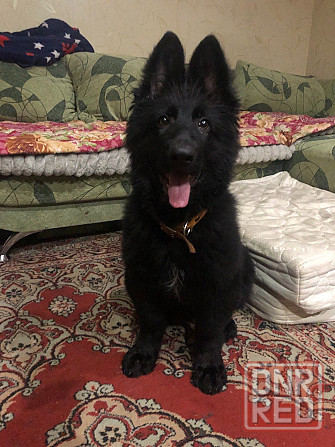 Продам щенка немецкой овчарки Донецк - изображение 1