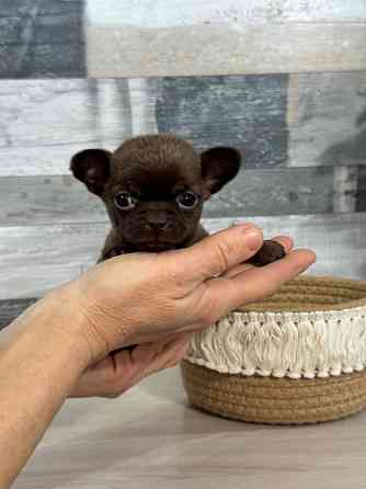 Мини Чихуахуа шоколадки Донецк