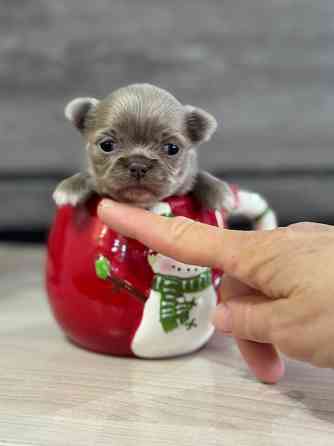 Мини Чихуахуа шоколадки и лиловые Донецк