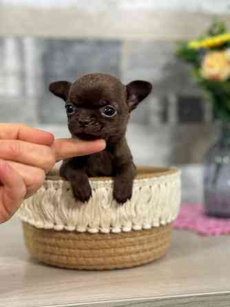 Мини Чихуахуа шоколадки Донецк
