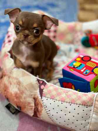 Мини Чихуахуа шоколадки Донецк