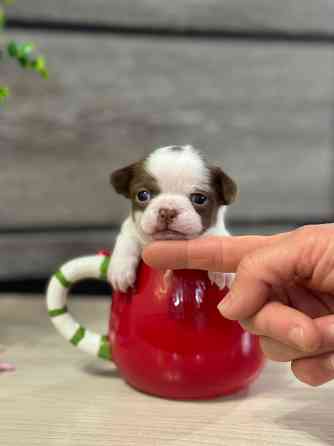 Мини Чихуахуа шоколадки и лиловые Донецк