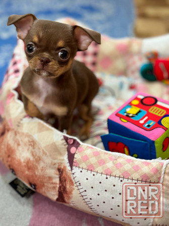 Мини Чихуахуа шоколадки Донецк - изображение 1