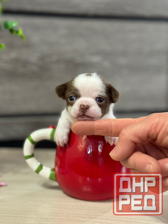 Мини Чихуахуа шоколадки и лиловые Донецк - изображение 1