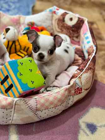 Роскошные Чихуашечки Енакиево