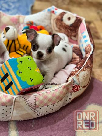 Роскошные Чихуашечки Енакиево - изображение 1