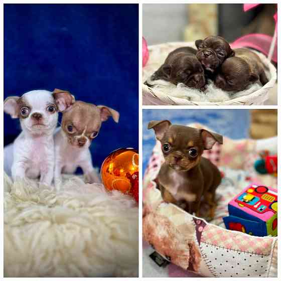 Малыши Чишечки Шоколадные и бело-шоколадные Красный Луч