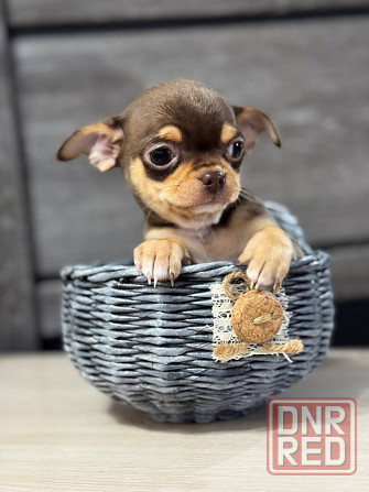 Малыши Чишечки Шоколадные и лиловые Енакиево - изображение 1