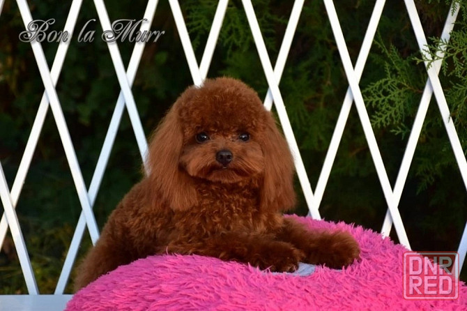 Китайский Тэдди Пудель Торез - изображение 1