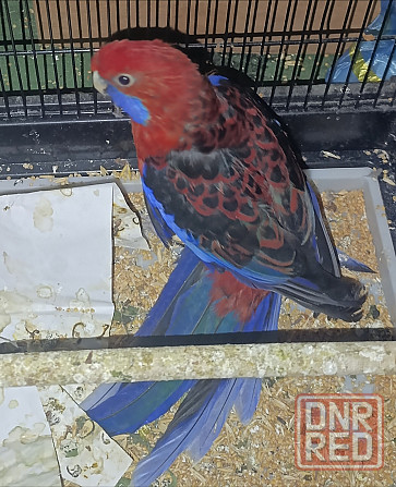 Обменяю попугая розела на молодого карелу(чурного) Макеевка - изображение 1