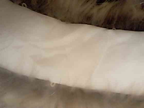 Мех енота Донецк