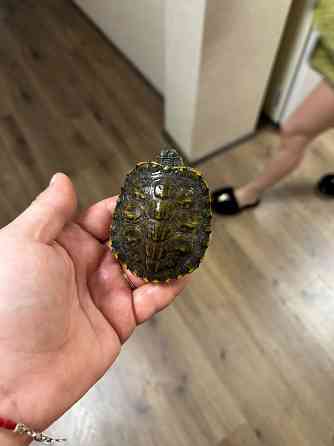 Отдам двух черепашек. Донецк