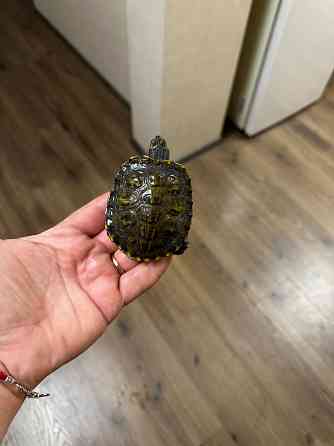 Отдам двух черепашек. Донецк