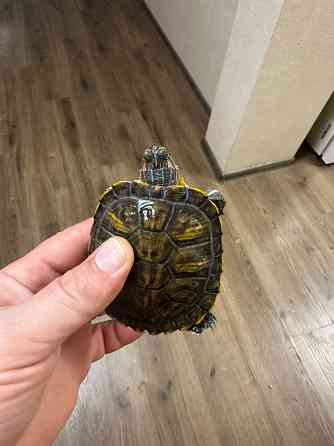Отдам двух черепашек. Донецк