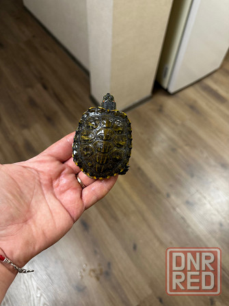 Отдам двух черепашек. Донецк - изображение 6