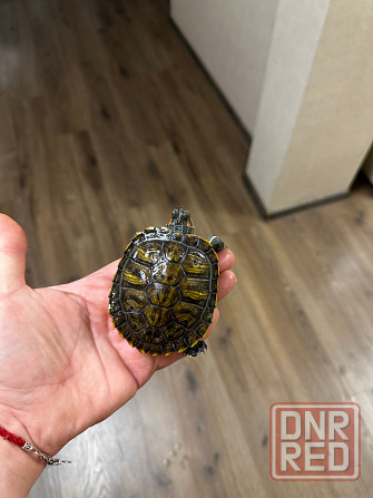 Отдам двух черепашек. Донецк - изображение 2