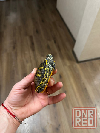 Отдам двух черепашек. Донецк - изображение 1