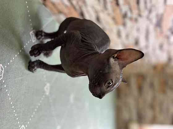 Канадский сфинкс Донецк