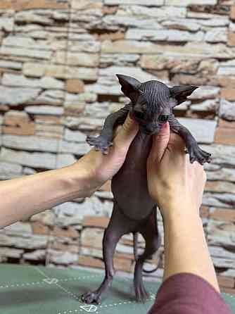 Канадский сфинкс Донецк