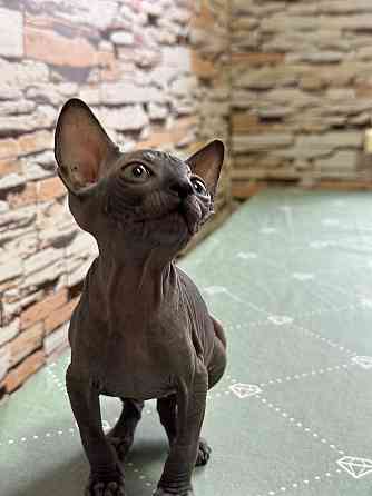 Канадский сфинкс Донецк